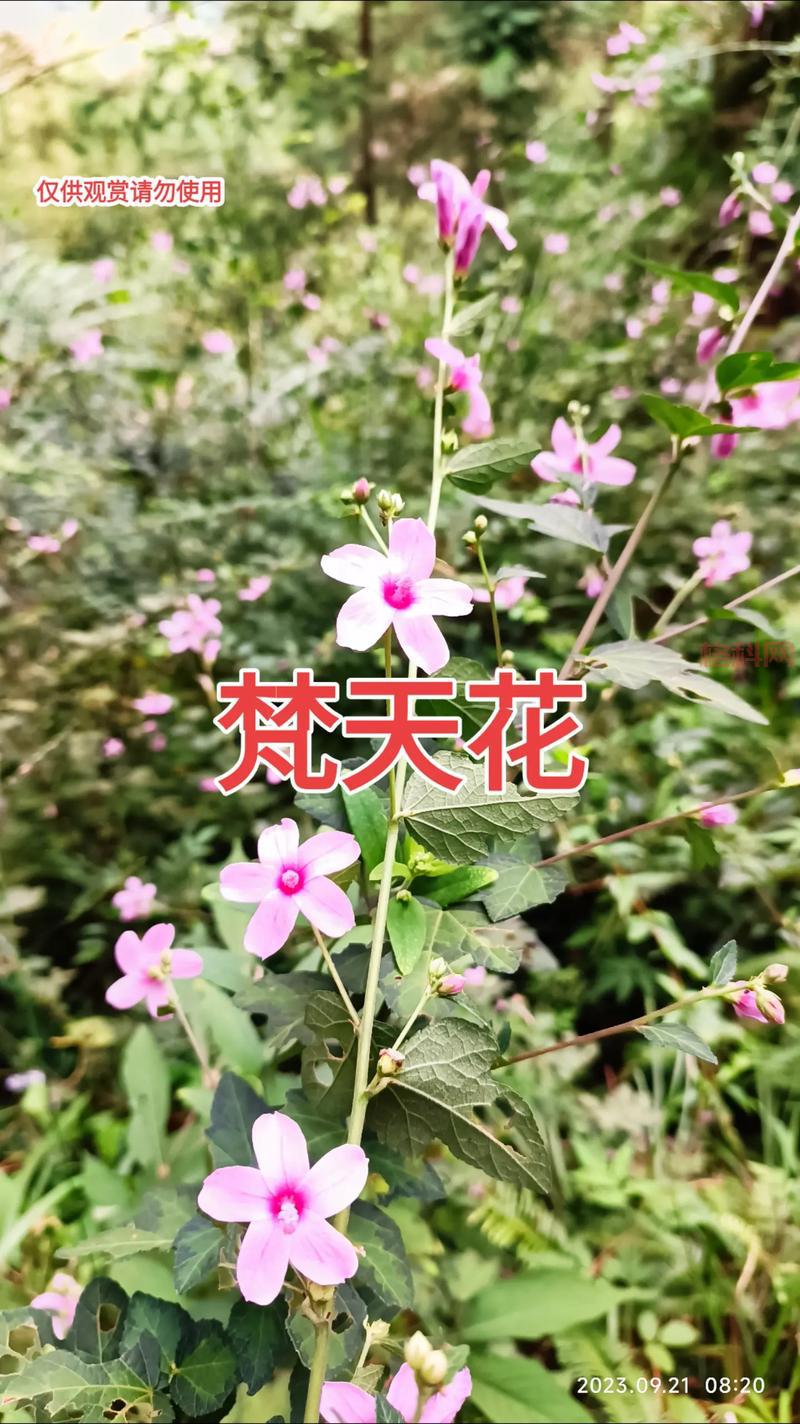 天心花