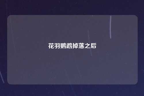 花羽鹦鹉掉落之后